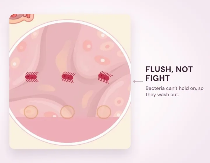 Step 3 — flush, not fight: cranberry PACs and D-mannose keep bad bacteria from holding on